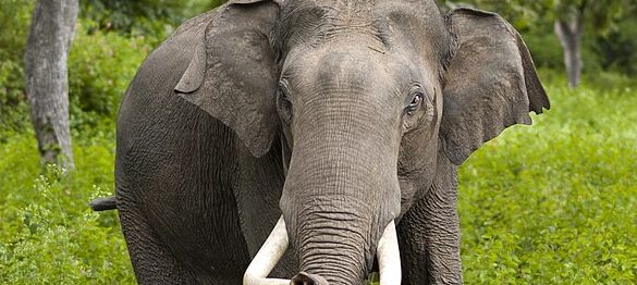 Don’t Think of an Elephant–Problems with Negative Statements