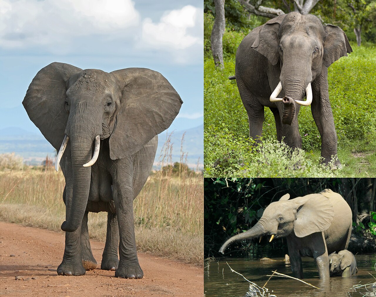 Don’t Think of an Elephant–Problems with Negative Statements